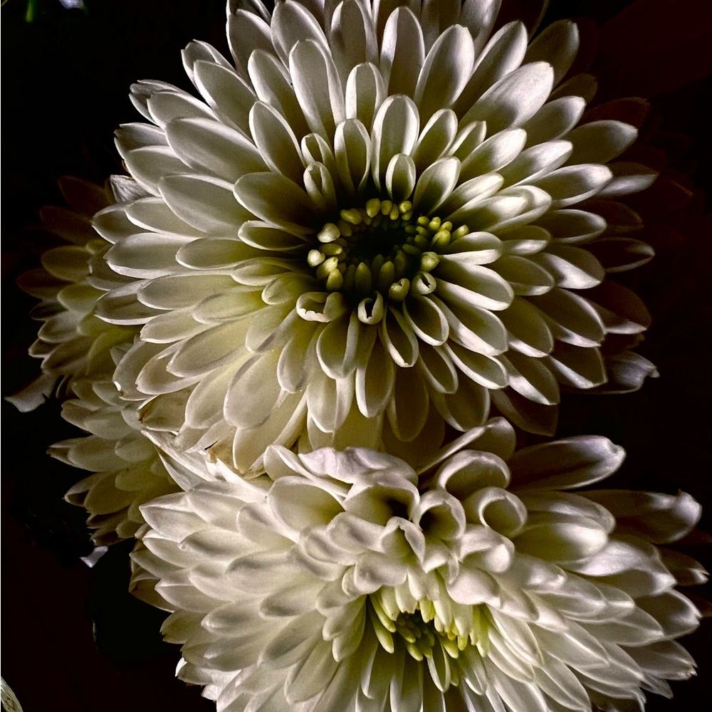 Meet your Posher, Melodie